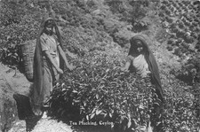 CPA CEYLON TEA PLUCKING