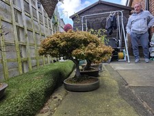 Kiyohime Maple Bonsai