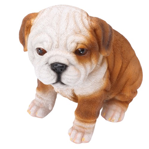 Sitting bulldog english - bulldog,