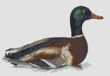 Mallard Duck Duckling Complete Counted Cross Stitch Kit 12.5" x 8.5" 14 Count