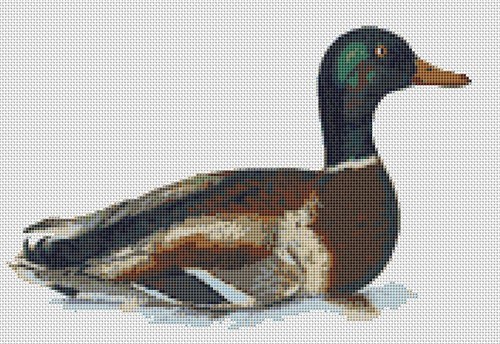 Mallard duck duckling - duck, complete