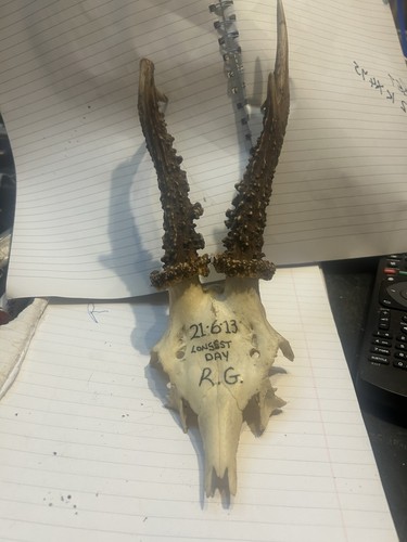 Roe deer antlers taxidermy - roe,
