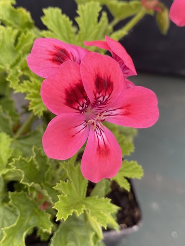 Sweet scented pelargonium - scented,