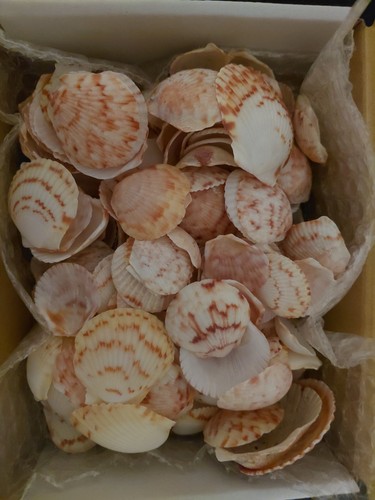 200 pcs scallop sea - +,