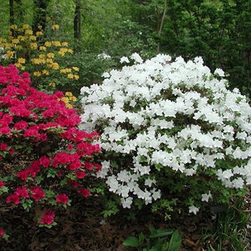 White azalea japanese - azalea,