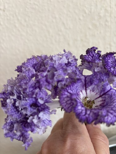 Streptocarpus dem couturier - dem,