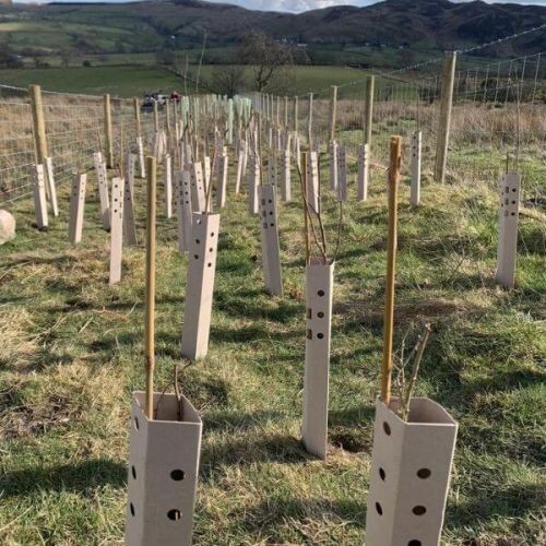 Biodegradable tree guards - tree,
