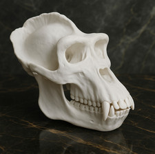 Premium Gorilla Skull Replica - Life Size 1:1 Scale Anatomically Accurate Model