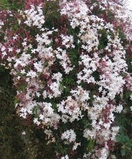 Jasminum polyanthum - Chinese Scented Jasmine, Plant in 2 L Pot
