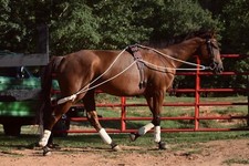 Leaders NEW Horse (Equine) Lunging Training System Lunging Aid (Pessoa based)blk