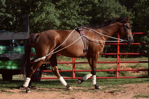 Leaders new horse - new,