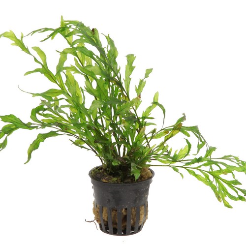 Bolbitis heudelotii tropica - bolbitis,