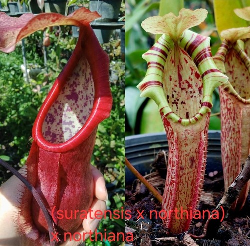 Nepenthes suratensis x - nepenthes, (suratensis