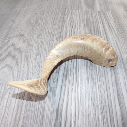 Sheep horn 5564 - 1,