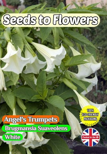Angel trumpets brugmansia - angel's,