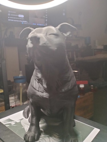 Staffordshire bull terrier - bull,