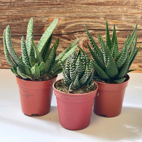 Set succulents 5cm pot - 1, of