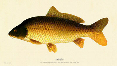 The carp cyprinus carpio - the,