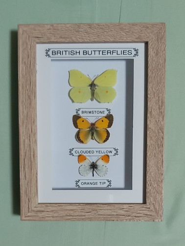 Taxidermy real framed - taxidermy,