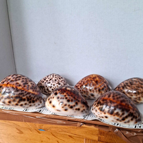 Natural cowrie shells lot - natural, of