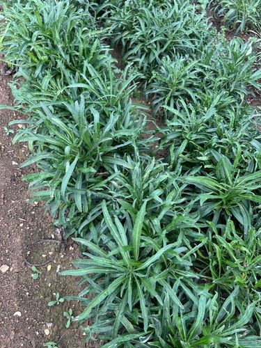 Bare root wallflower plants - root,