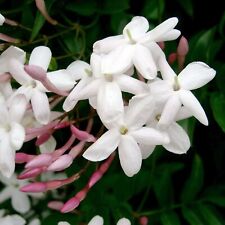 Jasmine in 12cm Pot - Jasminum polyanthum - Heavily Scented Indoor Plant