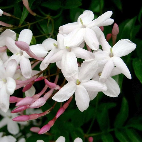 Jasmine 12cm pot - jasmine,