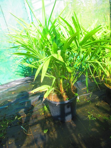 40inch inc pot - inc.,
