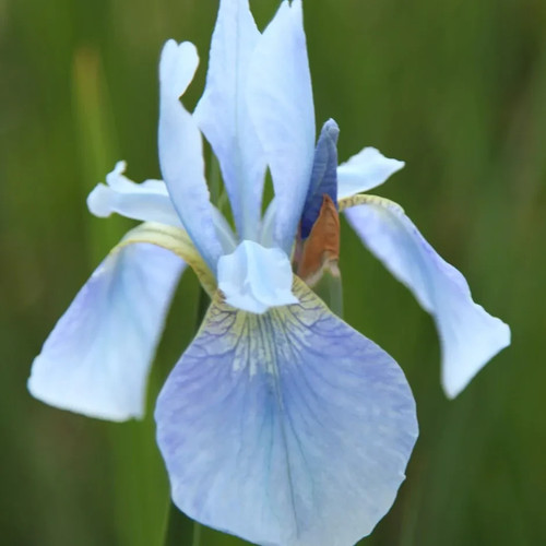 Iris perrys blue - water,