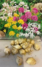 1-200 MIXED MINIATURE ALLIUM BULBS HARDY DWARF GARDEN SUMMER FLOWERING PERENNIAL