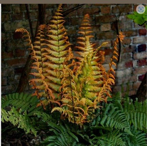 Hardy evergreen perennial fern
