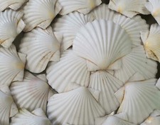100 Large Scottish Scallop