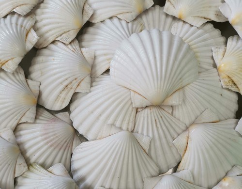 Large scottish scallop - 24,