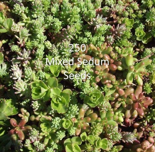250 mixed sedum seeds - sedum,