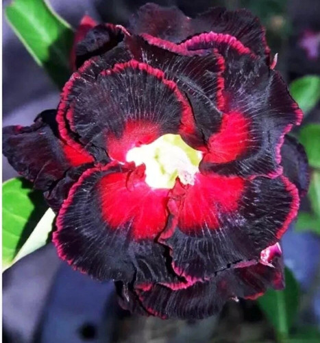 Black widow adenium - black, obesum