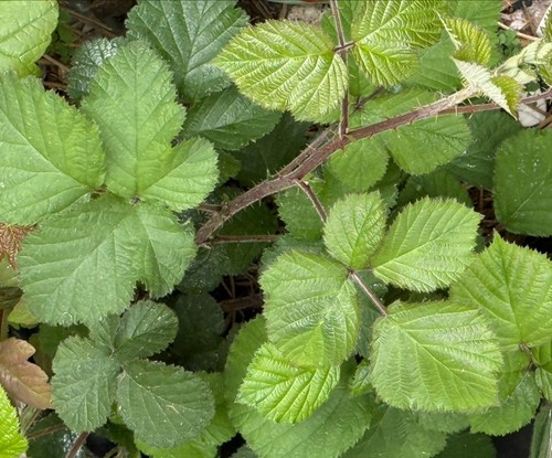 Large bramble branch - bramble,