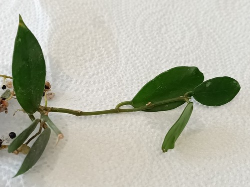 Hoya rebecca rooted - rebecca,