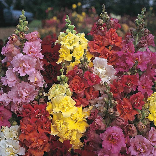 Antirrhinum seeds garden - t&m,