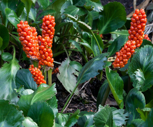 Arum italicum orange lords - arum,