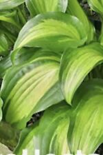 Hosta Geisha - Medium Hosta at