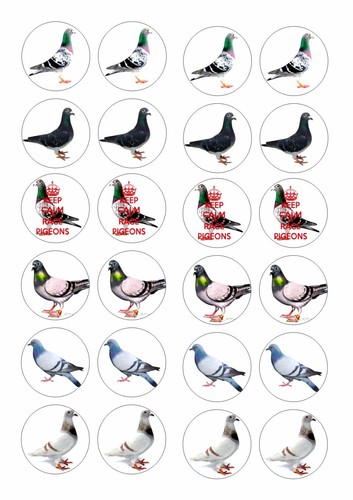 Racing pigeon pigeons - 24,