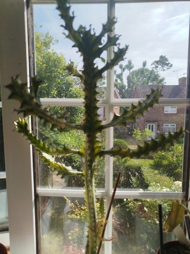 Euphorbia trigonata african - trigonata,