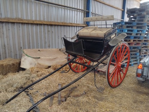 Horse cart gig - horse, carriage