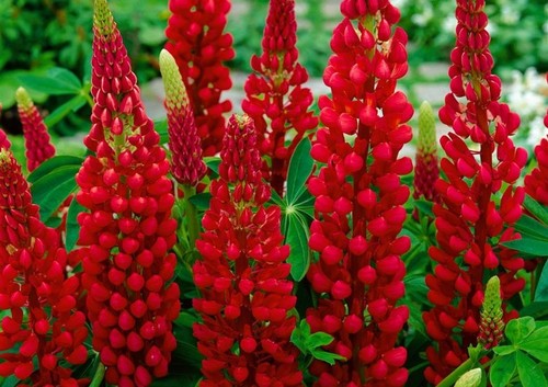Lupin castle red summer - castle,