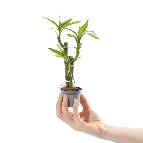 Baby lucky bamboo plant - bamboo,