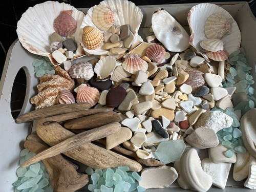 Collection shells drift - of,