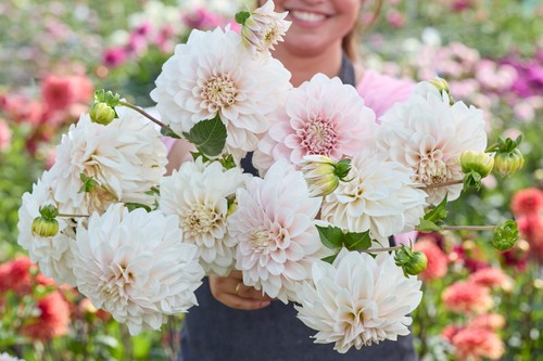 Dahlia tuber glossy carlita - -,