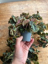 Begonia cleopatrae rare - begonia,
