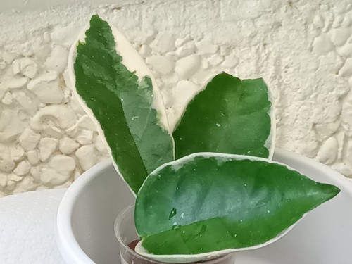 Hoya carnosa crimson queen - hoya,