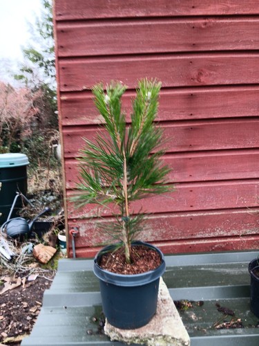 Pinus thunbergii japanese - pinus,